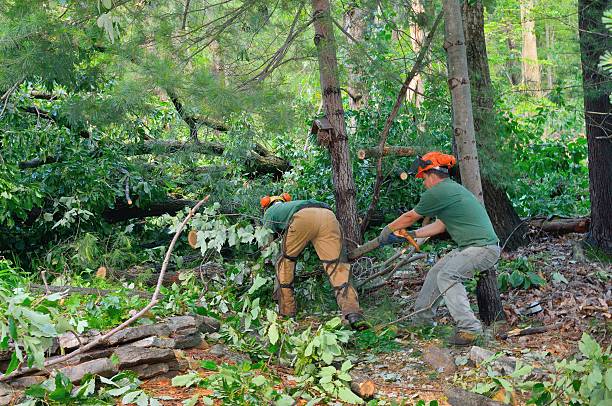 How Our Tree Care Process Works  in  Ball Ground, GA