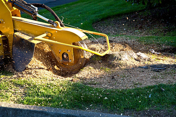 Trusted Ball Ground, GA Tree Removal Experts